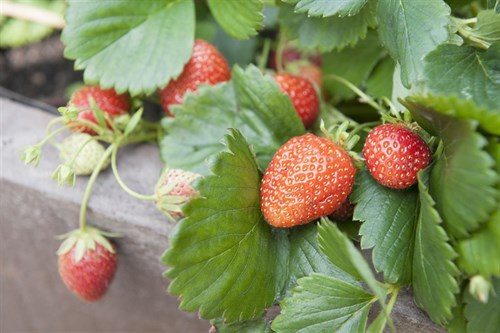Strawberries - Albion & Camarosa