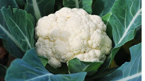 Cauliflower - White Corona