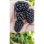Edenberry Farm Blackberries