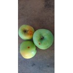 organic Granny Smith apples with blemishes